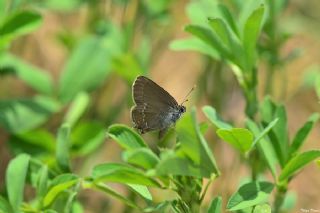 Mavi Benekli Sevbeni (Satyrium zabni)