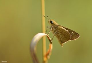 Beyaz illi Kara Zpzp (Pelopidas  thrax)