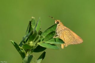 Beyaz illi Kara Zpzp (Pelopidas  thrax)