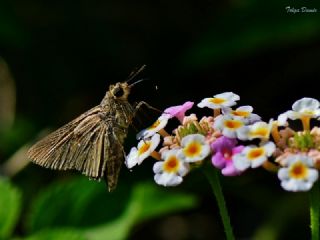 Beyaz illi Kara Zpzp (Pelopidas  thrax)