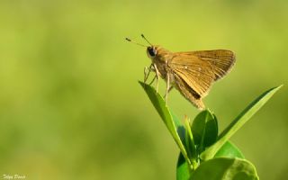 Beyaz illi Kara Zpzp (Pelopidas  thrax)