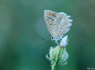 okgzl Dafnis (Polyommatus daphnis)