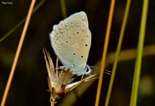 okgzl Dafnis (Polyommatus daphnis)