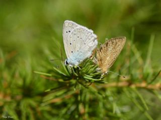 okgzl Dafnis (Polyommatus daphnis)
