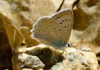 okgzl Dafnis (Polyommatus daphnis)