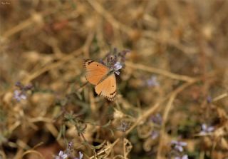 Mezopotamya Kolotisi (Colotis fausta)