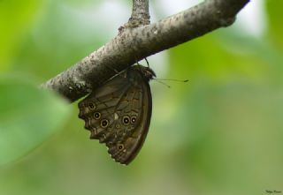 Aa Esmeri (Kirinia roxelana)