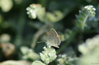 Karsandra (Zizeeria karsandra)