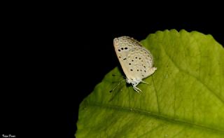 Karsandra (Zizeeria karsandra)