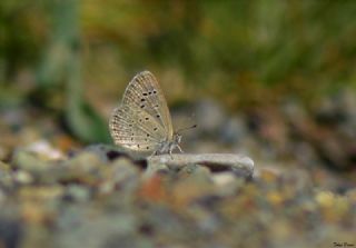 Karsandra (Zizeeria karsandra)