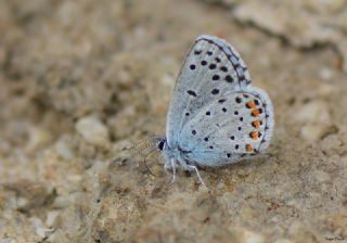 Himalaya Mavisi (Pseudophilotes vicrama)