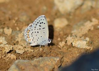 Himalaya Mavisi (Pseudophilotes vicrama)