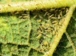 Gzel parhan (Melitaea trivia)
