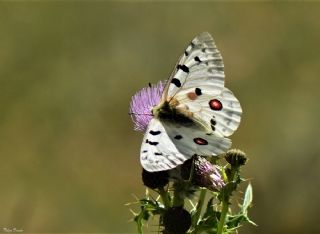 Apollo (Parnassius apollo)