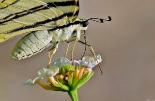 Erik Krlangkuyruk (Iphiclides podalirius)