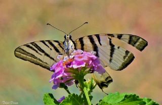 Erik Krlangkuyruk (Iphiclides podalirius)