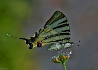 Erik Krlangkuyruk (Iphiclides podalirius)