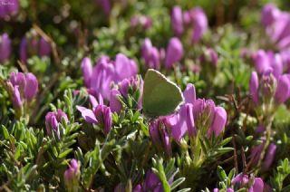 Anadolu Zmrt (Callophrys paulae)