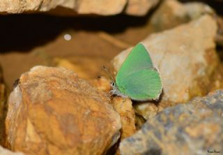 Nahvan Zmrt (Callophrys danchenkoi)