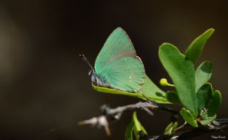 Zmrt (Callophrys rubi)
