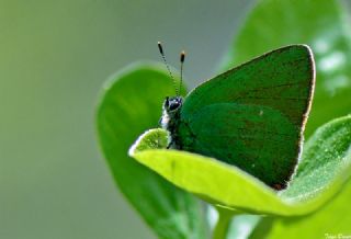 Zmrt (Callophrys rubi)