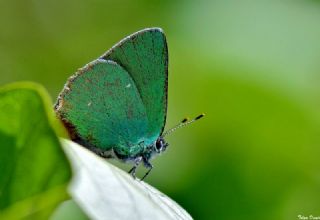 Zmrt (Callophrys rubi)
