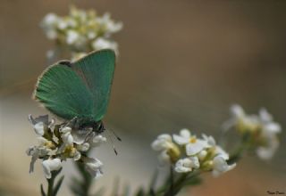 Nahvan Zmrt (Callophrys danchenkoi)