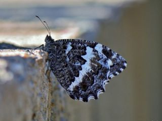 Kara Murat (Brintesia  circe)