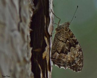 Byk Karamelek (Hipparchia syriaca)