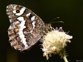 Kara Murat (Brintesia  circe)
