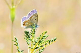 okgzl Meneke Mavisi (Polyommatus thersites)