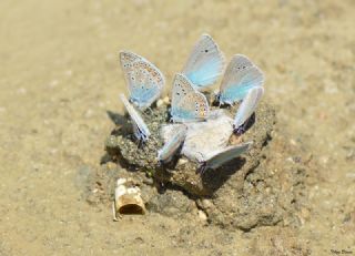 okgzl Meneke Mavisi (Polyommatus thersites)