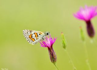 Sar Bandl Zpzp (Pyrgus sidae)