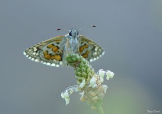 Sarbandl Zpzp (Pyrgus sidae)