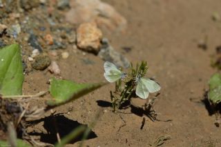 Doulu Narin Orman Beyaz (Leptidea duponcheli)