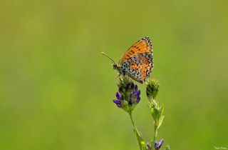 Trkistan parhan (Melitaea arduinna)