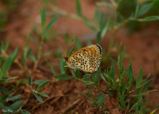 Trkistan parhan (Melitaea arduinna)