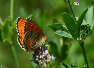 Trkistan parhan (Melitaea arduinna)