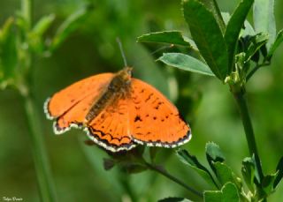 Trkistan parhan (Melitaea arduinna)