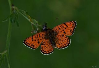 Trkistan parhan (Melitaea arduinna)