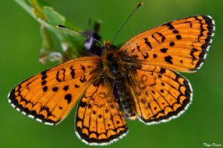 Trkistan parhan (Melitaea arduinna)