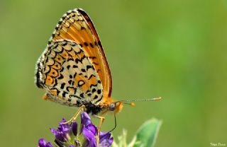 Trkistan parhan (Melitaea arduinna)