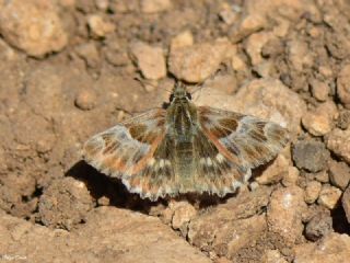 ark Zpzp (Carcharodus orientalis)