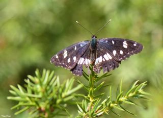Akdeniz Hanmeli Kelebei (Limenitis reducta)
