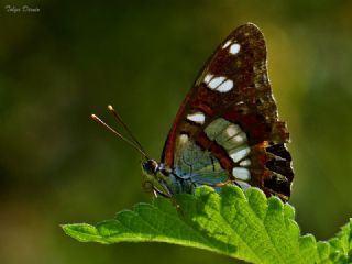 Akdeniz Hanmeli Kelebei (Limenitis reducta)