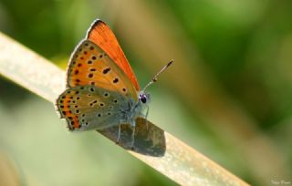 Kk Ate Gzeli (Lycaena thersamon)