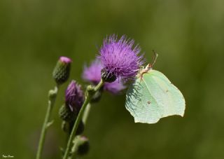 Orakkanat (Gonepteryx rhamni)