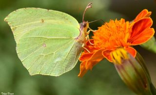 Kleopatra (Gonepteryx cleopatra)