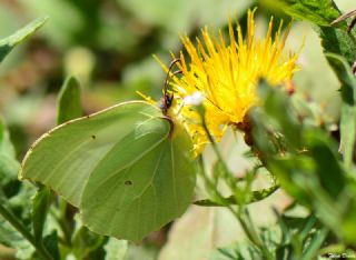 Orakkanat (Gonepteryx rhamni)