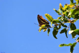 ift Kuyruklu Paa (Charaxes jasius )